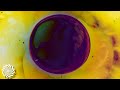Sonic Species - Beyond Influence