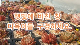 지미네 옥상다육 햇빛에 비친 창 다육이 구경하세요. korean succulents plants