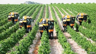 How do they harvest grapes - Amazing grapes harvesting machines