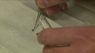 New data released by Connecticut researchers giving a closer look at the tick population