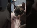 #music #musik #love #song #funny #cat #sphynxismyworld #catlover #sphynxworld #pets