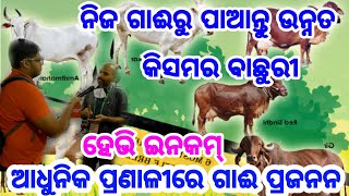 ନିଜ ଗାଈରୁ ପାଆନ୍ତୁ ଉନ୍ନତ କିସମର ବାଛୁରୀ, How to get hybrid cow Sindhi, Jersey, Sahiwala from your cow