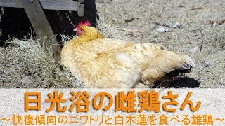 日光浴の雌鶏さん～快復傾向のニワトリと白木蓮を食べる雄鶏～