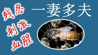 【18+】蜜蜂是怎么交配的？蜜蜂王国王位争夺战：残忍血腥的宫廷剧