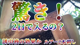 【 ニホンミツバチ 】驚き！👀同じ所、2日目で!　続けてまだ入るの？それも大きい日本ミツバチの自然群