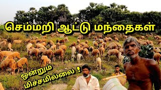 கைதடியில் செம்மறி ஆட்டு மந்தைகள்🐑 | Flocks of Sheep | Jaffna | யாழ்ப்பாணம்.