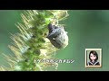 30秒の心象風景20168・エノコログサの穂に～トゲシラホシカメムシ～