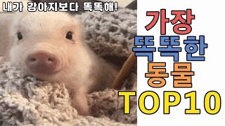 세상에서 가장 똑똑한 동물 TOP 10