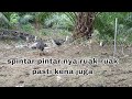 Kembali terekam dengan jelas ruak ruak kena jerat