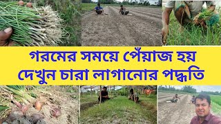 অসময়ে পেঁয়াজ চারা রোপণ /গ্রীষ্মকালীন পেঁয়াজের চারা রোপণ /পেঁয়াজ চাষ