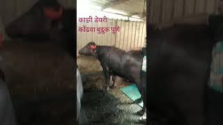 काझी डेयरी कोंढवा बुद्रुक पुणे