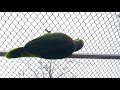 blue fronted amazon parrot play time