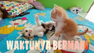 KEHEBOHAN DI PAGI HARI//THE CAT FAMILY OFFICIAL