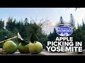 'Bear' with Yosemite while they pick apples | Bartell's Backroads