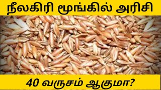 #bamboorice #மூங்கில்அரிசி  |மூங்கில் அரிசி|40 வருசம்| Best medicine|Bamboo|