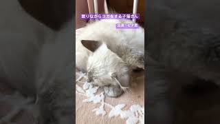 ヨガをする子猫 #猫 #short #kitten #cat #sleeping cat #ヨガ#yoga