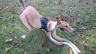 randomness of random.wmv