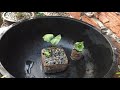 How to Setup Water Plants on Plastic Tub by TwinWinds | Aquatic Plants on Plastic Tub