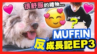 【🐶MUFFIN「反」成長記#3】和MUFFIN「一起舒服」的禮物？😚掉下BROWNIE二人世界？(中字)