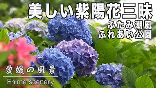 Co-starring with the beautiful Satsuki! Hydrangea in Futami Shiokaze Fureai Park