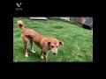 【保護犬】イチくん　初シャンプー