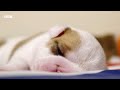 newborn puppies snuggle up to mum wonderful world of puppies bbc earth