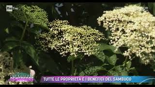 Il Sambuco: qualità e benefici di una pianta officinale dalle mille risorse