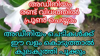 നിങ്ങളുടെ കൈയ്യിൽ ഒരു അഡീനിയം ചെടിയുണ്ടോ? എങ്കിൽഒരുപാട് ചെടിയുണ്ടാക്കുന്ന Tipsകൾ.Thread and Needle