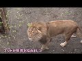 旭山動物園　咆哮するオリトの元に集まる三姉妹　おもちゃを守るイト　挨拶が上手になったフウ　オリトがゴロリンするとすぐにレイが来ます　オリト＆イオちゃんファミリー　orito u0026 io family