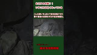 冬眠中の熊？最後の反撃を物語るA bear in hibernation? Telling the story of the last fightback.