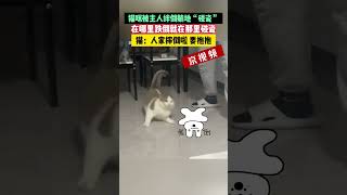 貓咪被主人絆倒直接躺地“碰瓷”，在哪里跌倒就在哪里賣萌，貓：人家摔倒啦，要抱抱#碰瓷貓 #動物的迷惑行為