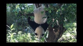 20211105 圓寶八爪玩倒掛 彪爸一叫就回家(早餐上) Giant Panda Yuan Yuan \u0026 Yuan Bao