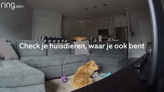 Hond op heterdaad betrapt | Mooie momenten van Ring-gebruikers