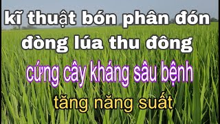 Cách bón phân đón đòng lúa thu đông chuẩn nhất, kháng sâu bệnh đạt năng suất cao.