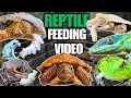 FEEDING MY PET REPTILES SILKWORMS! LIZARDS, TURTLES, FROGS AND MORE! SILKWORM FEEDING VIDEO