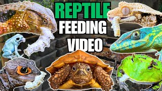 FEEDING MY PET REPTILES SILKWORMS! LIZARDS, TURTLES, FROGS AND MORE! SILKWORM FEEDING VIDEO