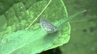 Summer Azure (Lycaenidae: Celastrina neglecta) on Leaf