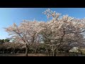 【川沿いに咲く桜と鯉のぼりを散策】strolling along the river with blooming cherry blossoms and carp streamers 2023.