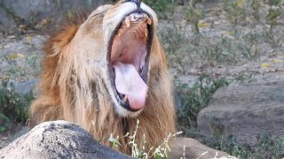 寝起きのカッコ可愛いライオン（バリー君）とべ動物園にて。