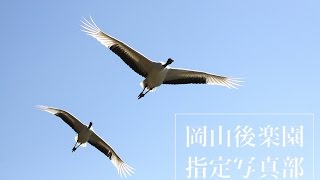 2015.10.18 タンチョウ園内散策