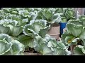 How To Grow Cabbage From Seed | Growing Cabbages from Sowing to Harvest | Growing Cabbage