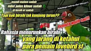 cara menurunkan birahi yang susah untuk lovebird betina fighter