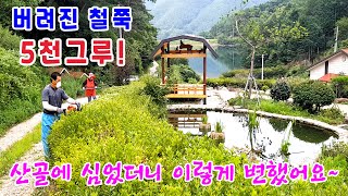 버려진 철쭉 5천그루! 산골에 심었더니 이렇게 변했어요~ 철쭉전정.