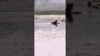 Red-crested Pochard Couple Mating Ritual | Birdwatching in Purbasthali | 4K Wildlife Footage #shorts