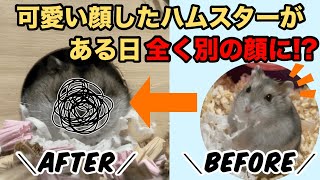 【衝撃】可愛い顔したハムスターがある日突然飼い主も知らない全く違う顔に変わっていた件