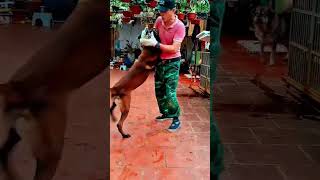 Huấn luyện chó tước vũ khí của các loại tội phạm. DOG TRAINING VIET NAM