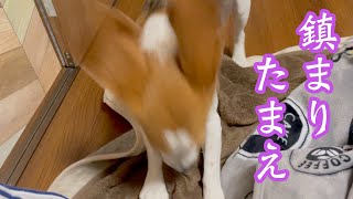 【ビーグル犬さつき】荒ぶる魂を掘り掘りに込める犬。Satsuki the Beagle