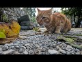 the orange cat was very eager to be petted and very hungry