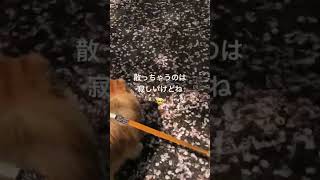 1歳ポメラニアン空太の成長日記〜ボクのお散歩コースが今日、桜ロードに変わったんだ🐶🌸〜#2023.3.31#shorts#ポメラニアン空太#ポメラニアン#癒し#もふもふ#仔犬#いぬのきもち