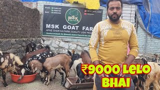 Balaheri Aur Tonk Mandi Bhuljao | 1 Month Farm Set Fully Vaccinated Guarantee | ₹9000 Start MSK Farm